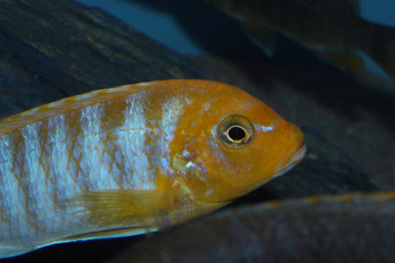 Maylandia hajomaylandi 'Chizumulu Island'